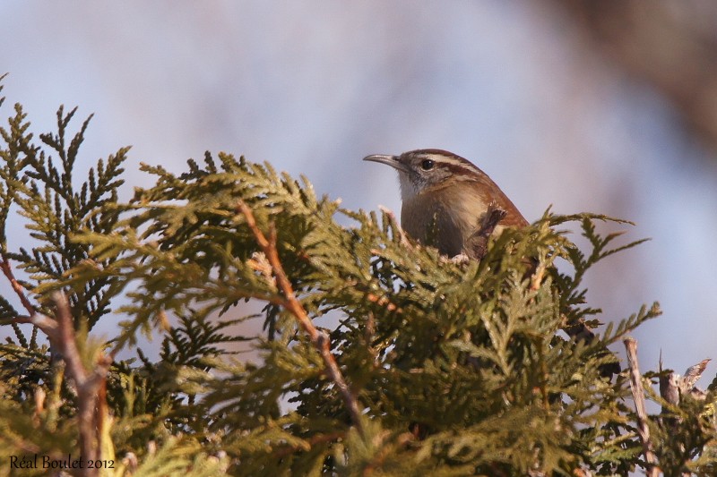 Troglodyte de caroline (Carolina Wren)