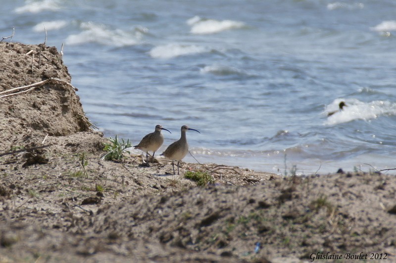 Courlis corlieu (Whimbrel)