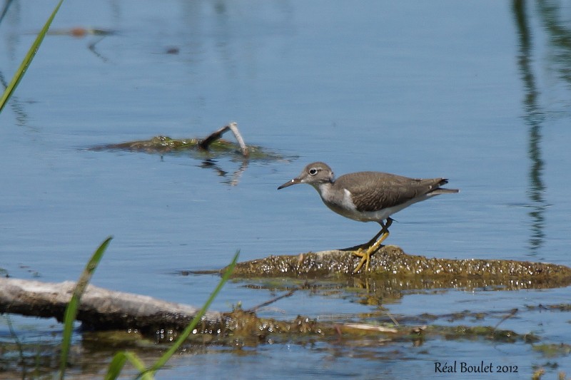 Chevalier grivel (Spotted Sandpiper)