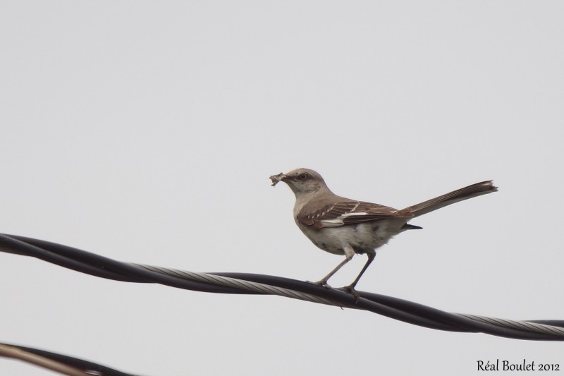 Moqueur polyglotte (Northern Mockingbird)