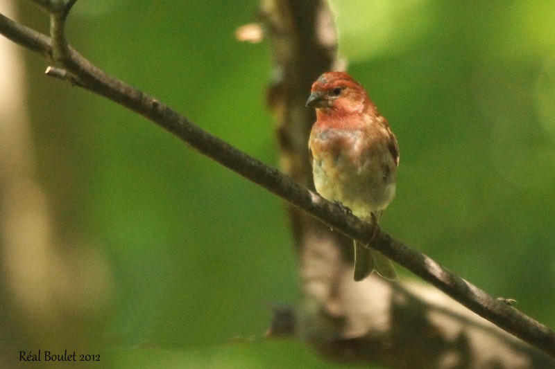 Roselin pourpr (Purple Finch)