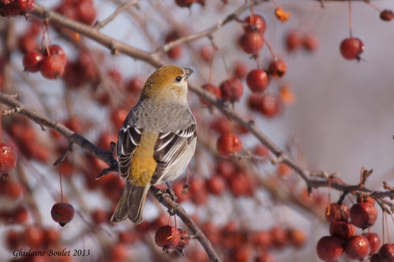 Durbec des sapins (Pine Grosbeak)