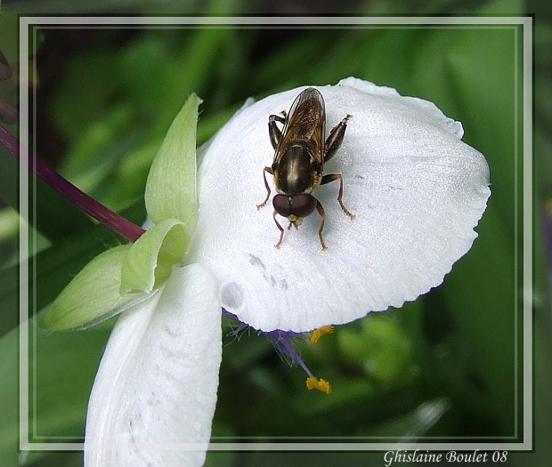 Famille syrphids