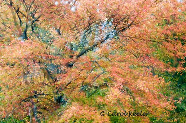 The Wind in the Maple