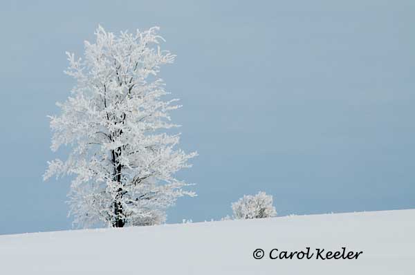 Lone Tree