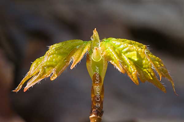 Leaf Symmetry