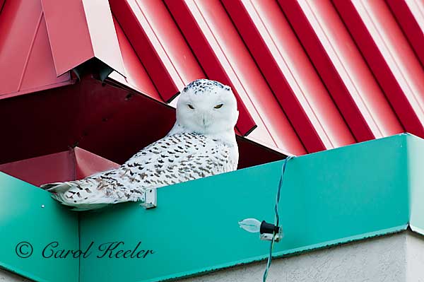 Snowy Owl Hunkered Down