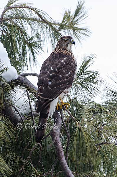 Juvenile Coopers Hawk 2 