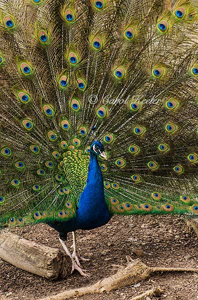 Peacock in Full Strut 