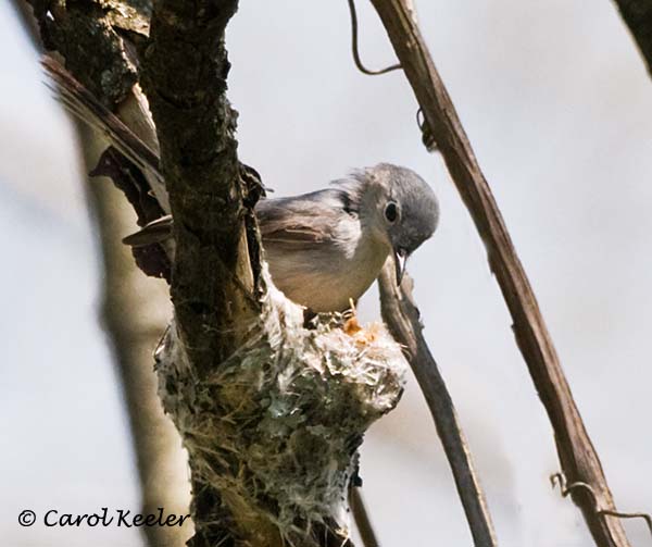 Blue-Gray Gnatcatcher