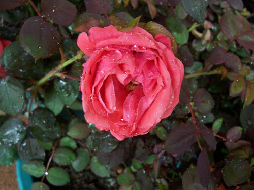 Orginal-Rose-Photo.jpg