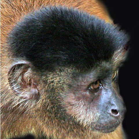 CAPUCHIN MONKEY (Cebus apella)  IMG_0030-PB72.jpg