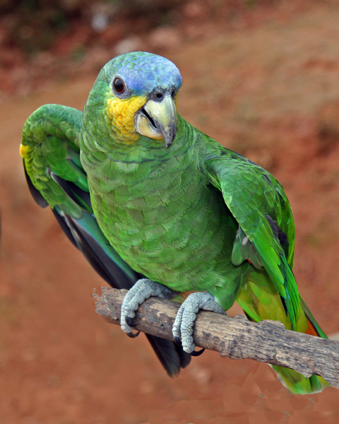 BLUE-FRONTED AMAZON PARROT (Amazona aestiva)  IMG_0070-PB72.jpg