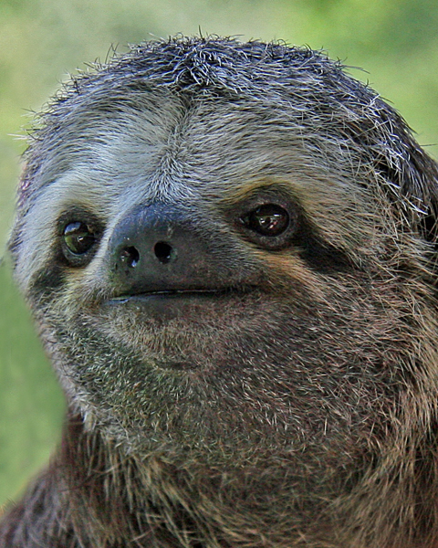 THREE-TOED SLOTH (Bradypus tridactylus)  IMG_0133-PB72