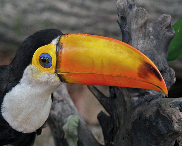 TOCO TOUCAN (Ramphastos toco)  IMG_0049-PB72.jpg