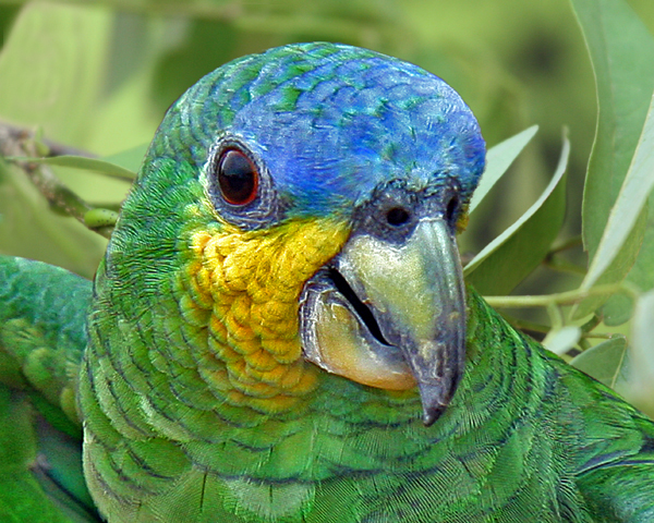 ORANGE-WINGED AMAZON PARROT (Amazona amazonica)  IMG_0100-257ppi.jpg