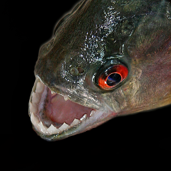 PIRANHA IMG_0092PB72.jpg