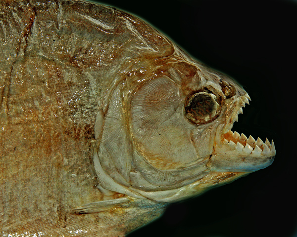 PIRANHA IMG_0170-PB72.jpg