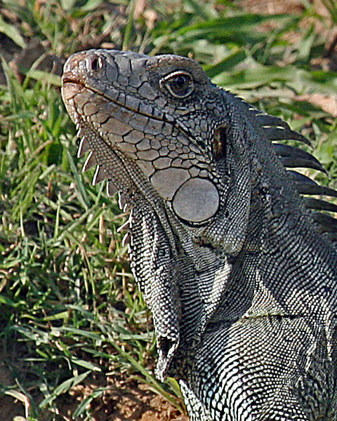 IGUANA IMG_0059-PB72CU.jpg
