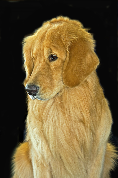 GOLDEN RETRIEVER IMG_0096c3PB72