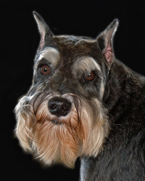 MINIATURE SCHNAUZER IMG_0113c2PB72