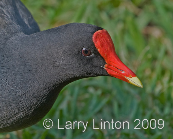 COMMON MOORHEN (Gallinula chloropus) IMG_0027