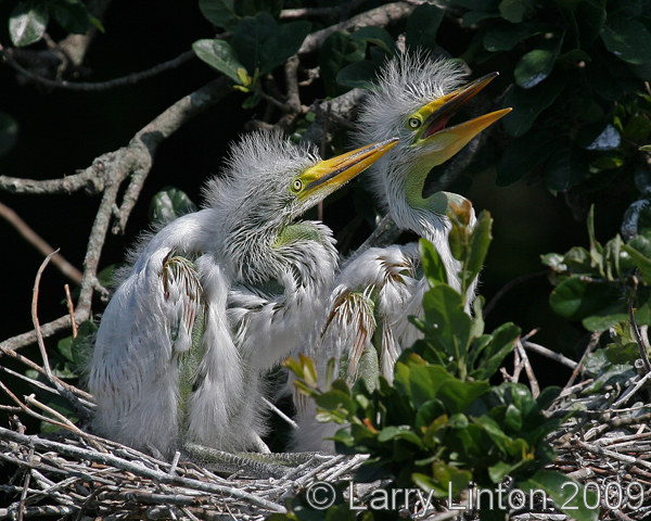 GREAT EGRET CHICKS IMG_0310