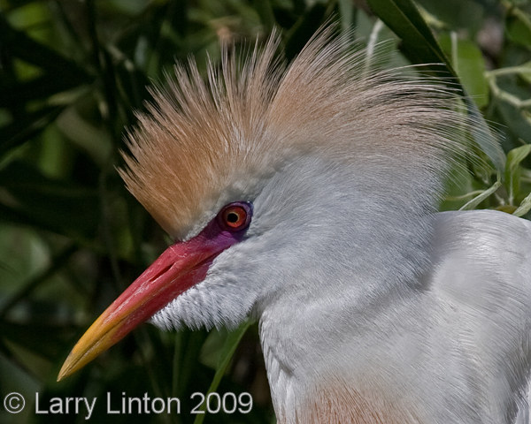 CATTLE EGRET-BREEDING PLUMAGE  IMG_0032