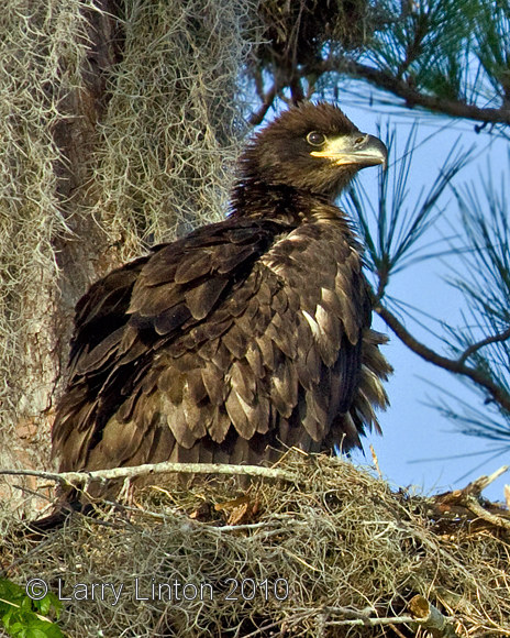 BALD EAGLET IN NEST  IMG_3225
