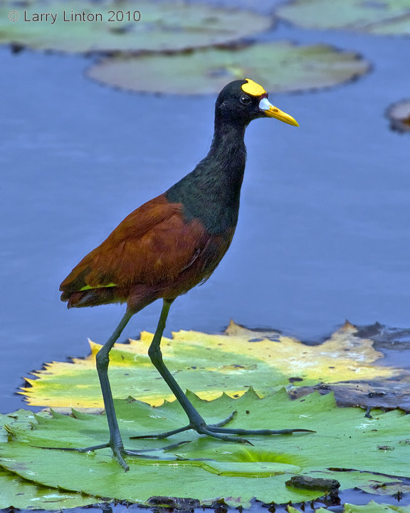NORTHERN JACANA (Jacana spinosa)  IMG_3758
