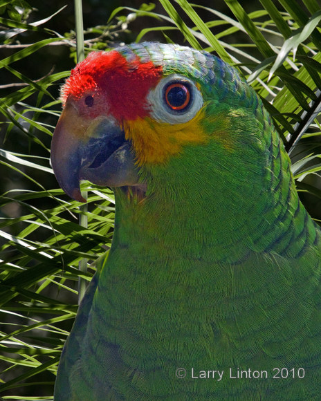 RED-LORED PARROT  (Amazona autumnalis)