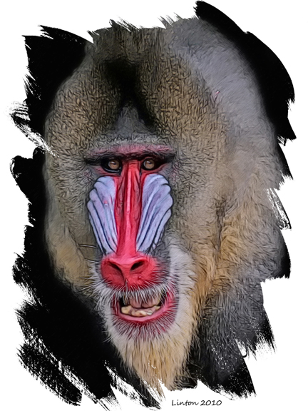 MANDRILL  IMG_0407