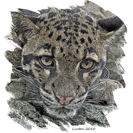 ASIAN CLOUD LEOPARD
