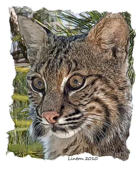BOBCAT texturerip 8x10 IMG_0003