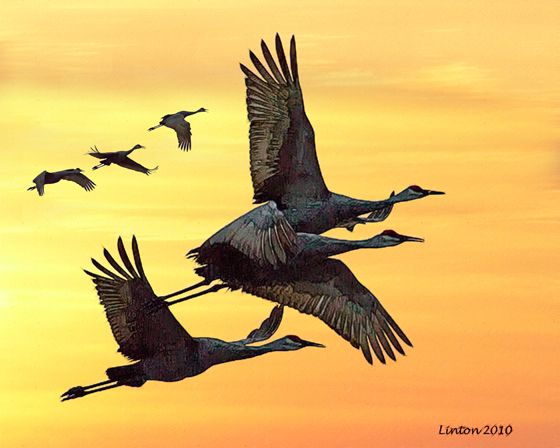 SANDHILL CRANES AT SUNSET - ll