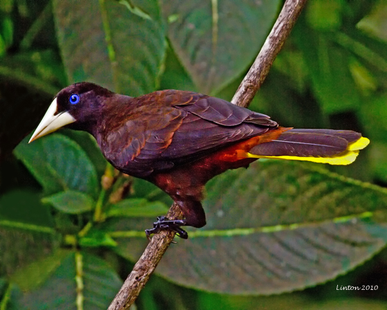 CRESTED OROPENDOLA  (Psarocolius decumanus) IMG_8005
