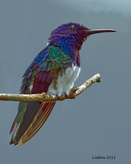 WHITE-NECKED JACOBIN (Florisuga mellivora)
