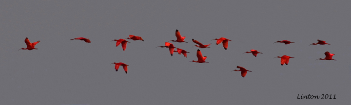 SCARLET IBIS (Eudocimus ruber)  IMG_7822