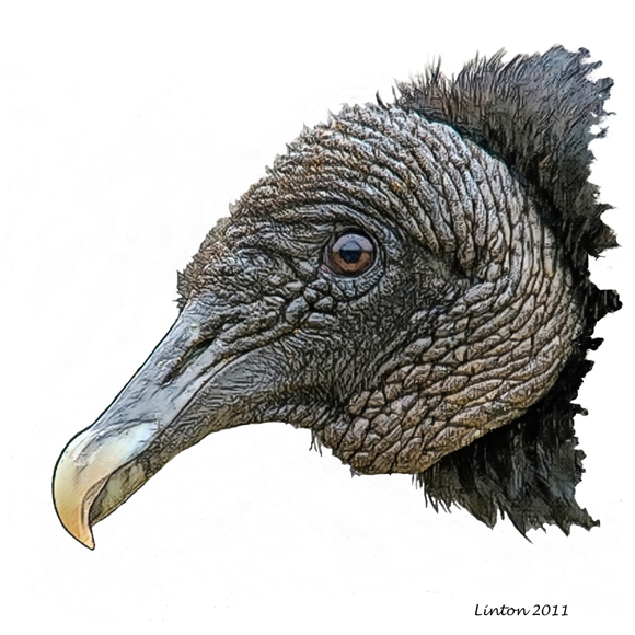 BLACK VULTURE SKETCH (Coragyps atratus) 