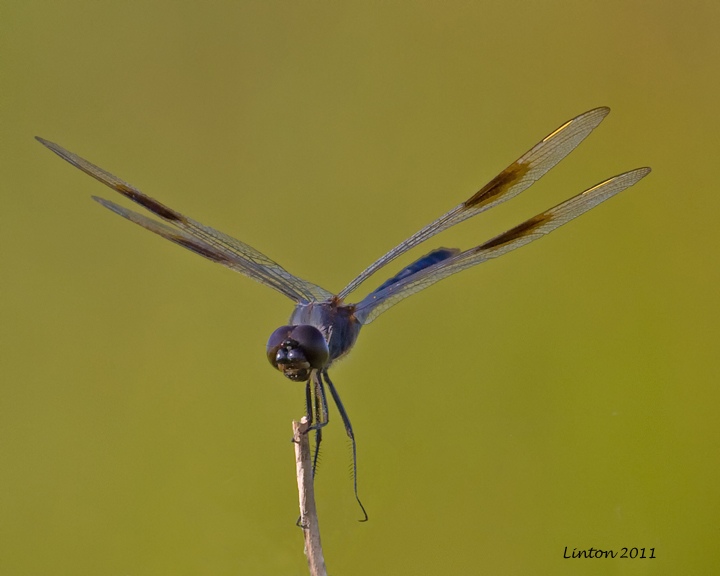 DRAGONFLY  IMG_0709