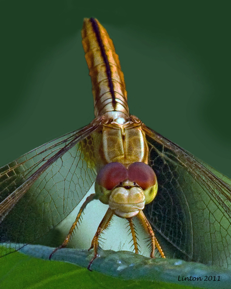 DRAGONFLY IMG_0491