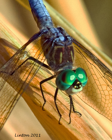 DRAGONFLY  IMG_0691