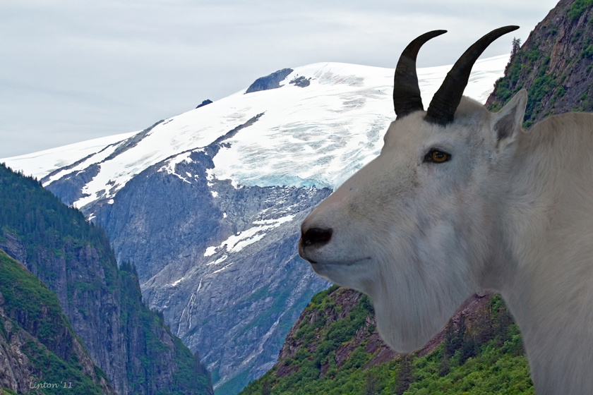 ALASKA MOUNTAIN GOAT  IMG_1296 