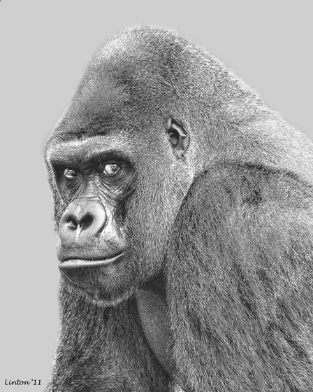 MATURE LOWLAND SILVERBACK GORILLA IMG_0263 