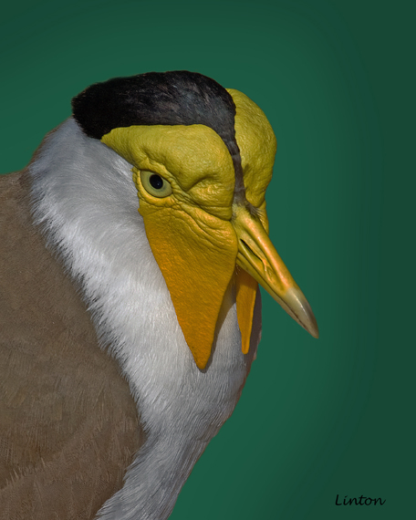 MASKED LAPWING  (Vanellus miles) IMG_2129 