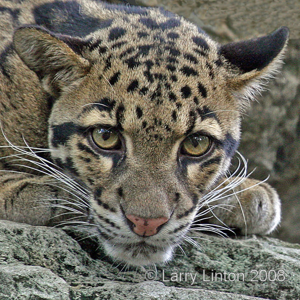 ASIAN CLOUDED  LEOPARD  (Neofelis nebulosa)