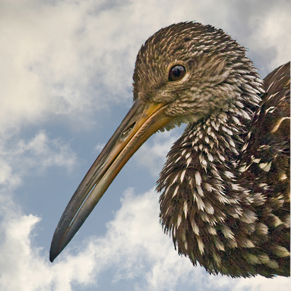 LIMPKIN (Aramus guarauna)  IMG_0050