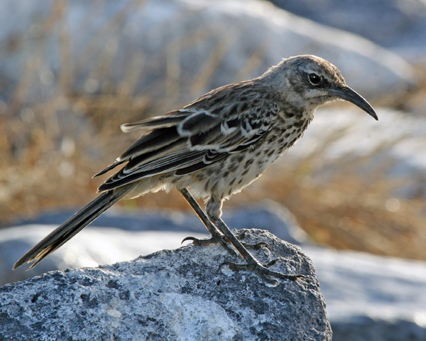 GALAPAGOS MOCKINGBIRD  (Nesomimus parvulus)  832c