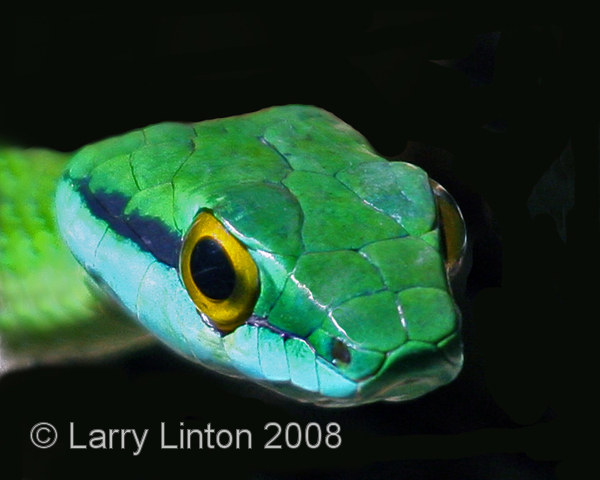 GREEN PARROT SNAKE (Leptophis ahaetulla)   IMG_0041