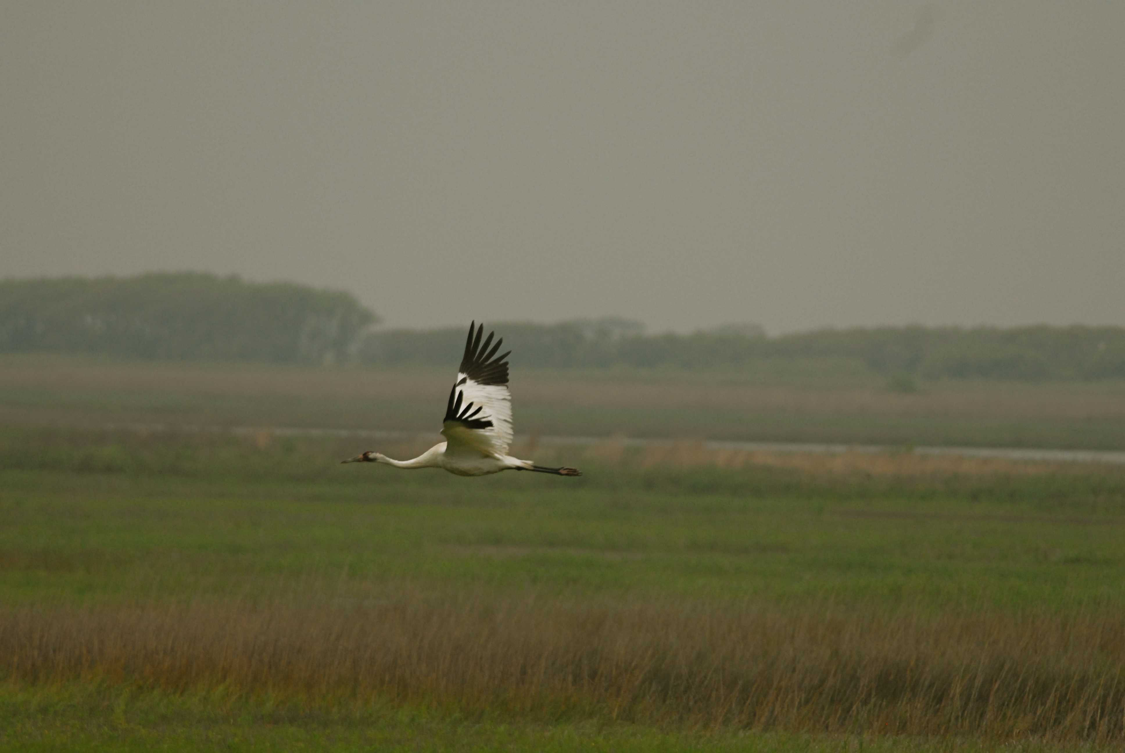 Whooping Crane